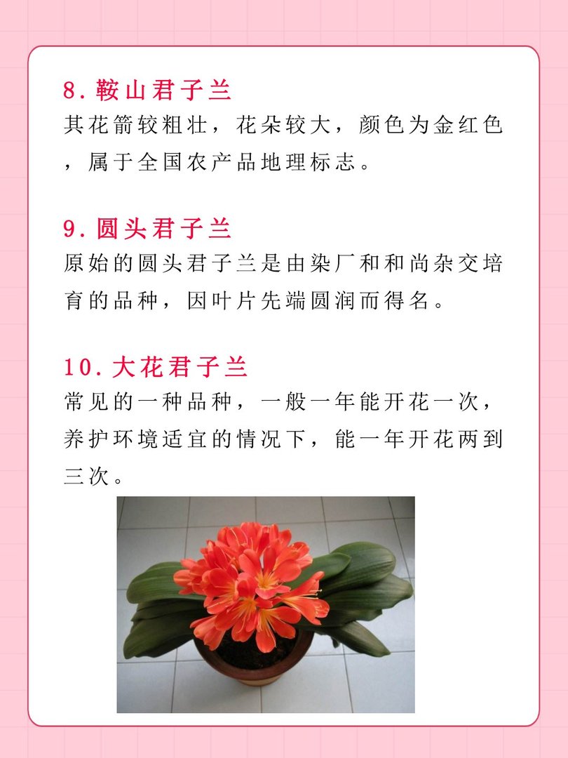 十大名贵君子兰排名