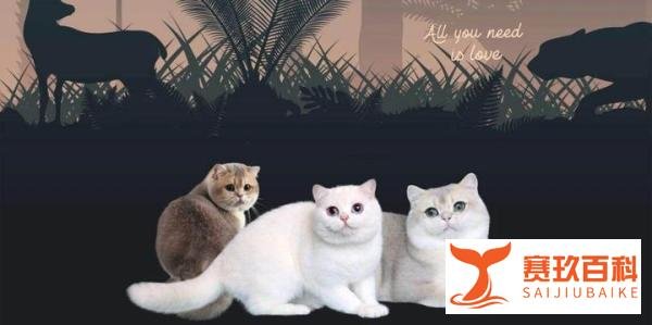 “猫科动物国际联合会”，简称FIFe，是个什么梗？中文翻译是否精准？