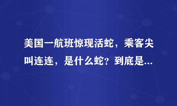 美国一航班惊现活蛇,乘客尖叫连连,是什么蛇?到底是什么情况?