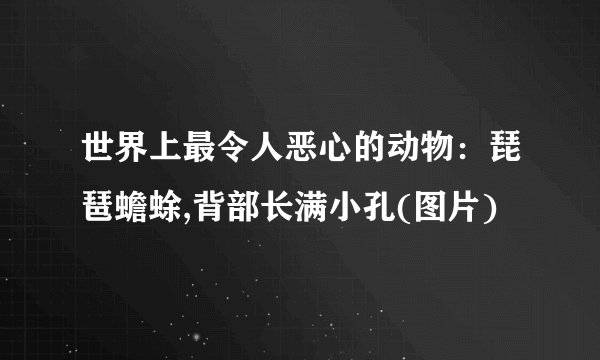世界上最令人恶心的动物：琵琶蟾蜍,背部长满小孔(图片)