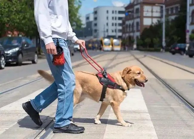 感动!导盲犬为保护主人自己掉进窨井,导盲犬的作用有多大?