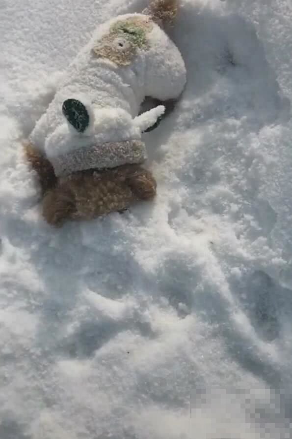雪球狗是什么样的呢？有什么特点呢？