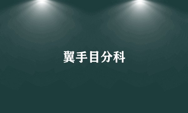 翼手目分科