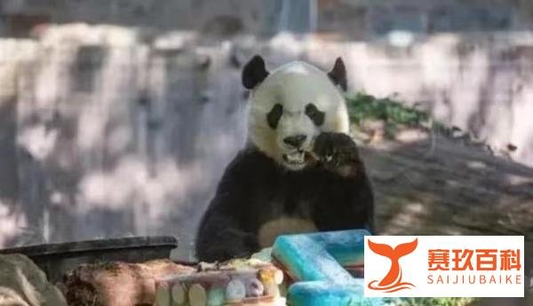 大熊猫丫丫今天启程回国，二十年旅美经历了什么？