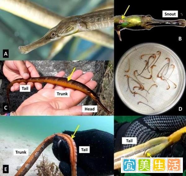 大长山岛海域发现金色海龙！专家：颜色罕见，物种本身不罕见