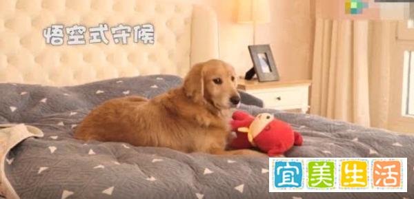 54岁周海媚晒爱宠,至今单身与八只狗为伴,其中一条已18岁高龄