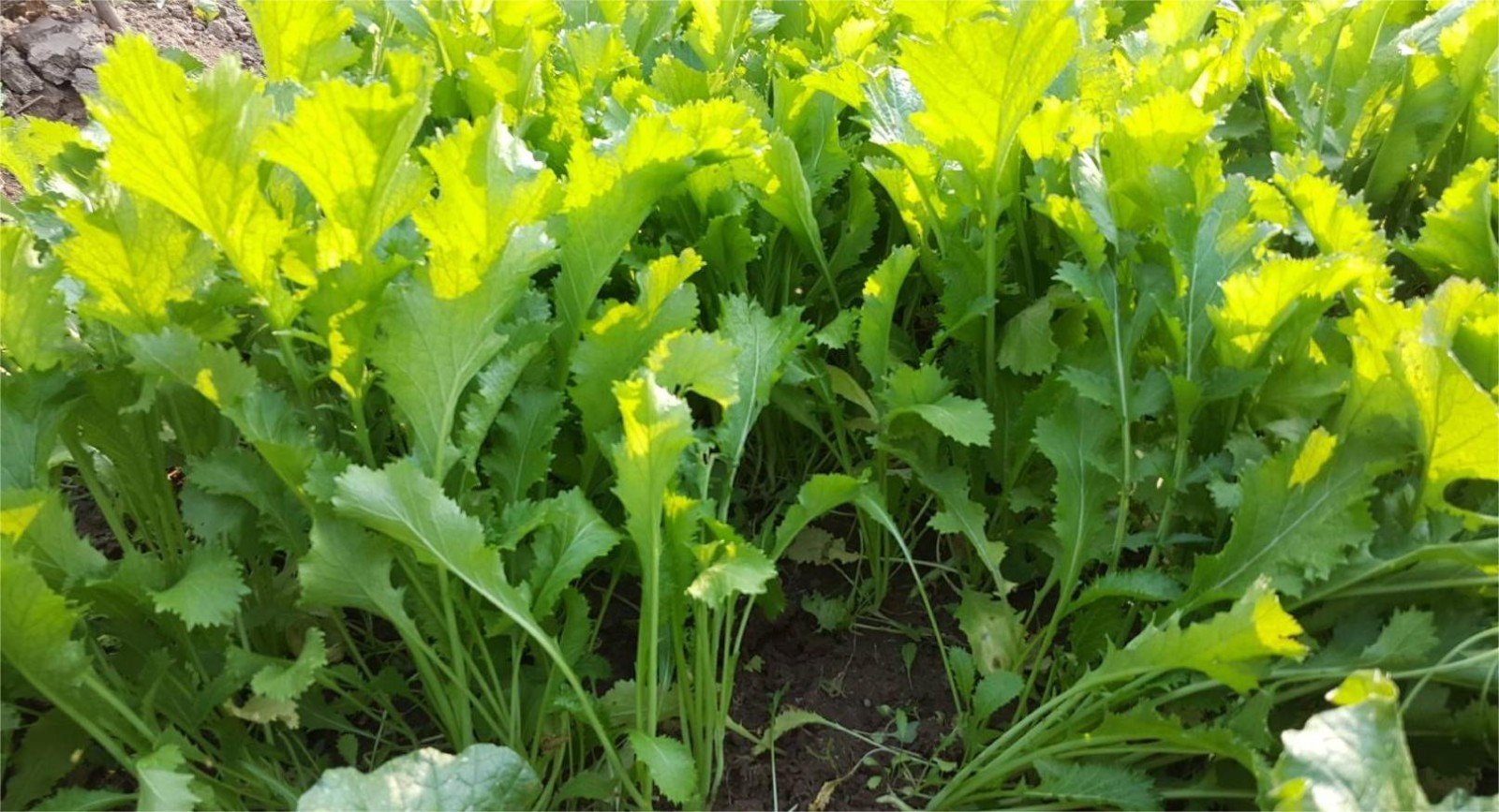 橄榄菜长什么样子