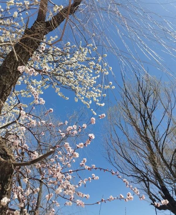 春光旖旎