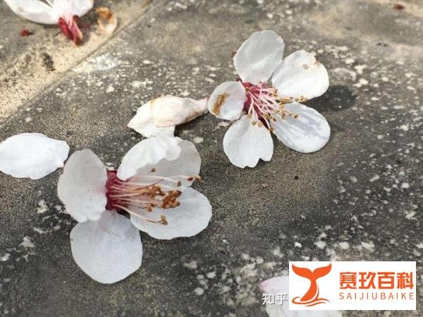 风起此岸花落彼岸，此岸彼岸何处才是岸