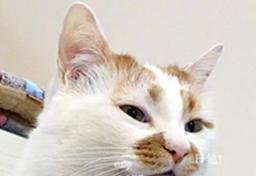 为什么中国没有“猫年”？