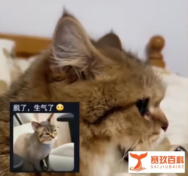 没开空调猫被热得吐舌头，主人还调侃：穿个皮大衣能不热吗？