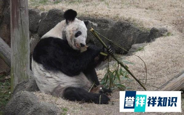 淘标：“电视剧狂飙”熊猫丫丫”“高启强”被抢注商标