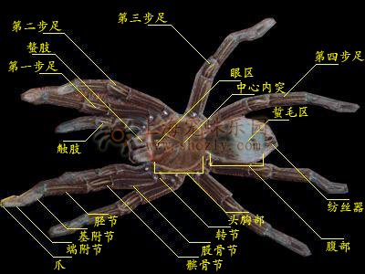蜘蛛的脚须和螯肢如何划分