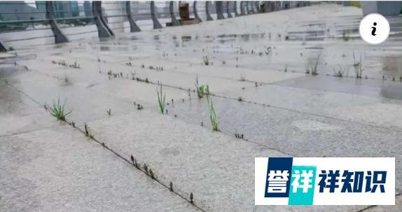 上海外滩为何不能长草