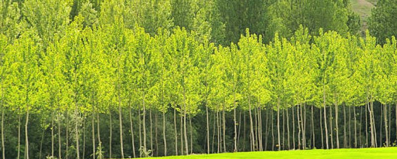 白杨树、黄杨、胡扬、黑杨、大叶杨之间有什么区别