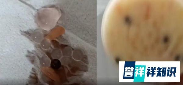 女孩疑在奶茶中喝出10余颗玻璃珠,“真”珠奶茶