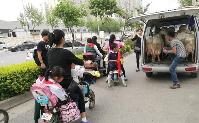 奶农将奶羊带进城鲜奶现挤现卖是怎么回事？