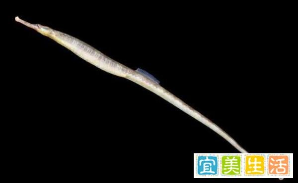 大长山岛海域发现金色海龙！专家：颜色罕见，物种本身不罕见