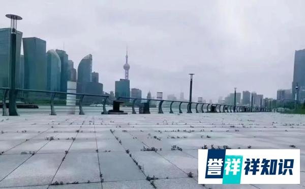 上海外滩为何不能长草