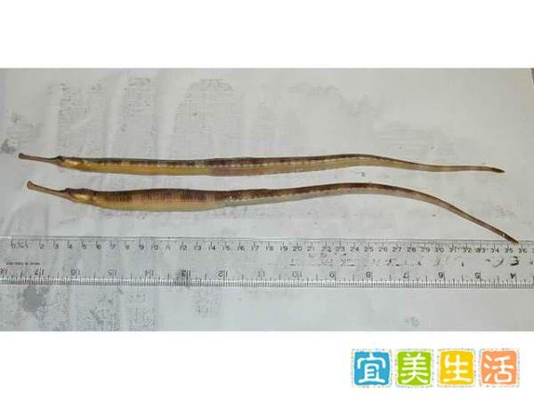 大长山岛海域发现金色海龙！专家：颜色罕见，物种本身不罕见