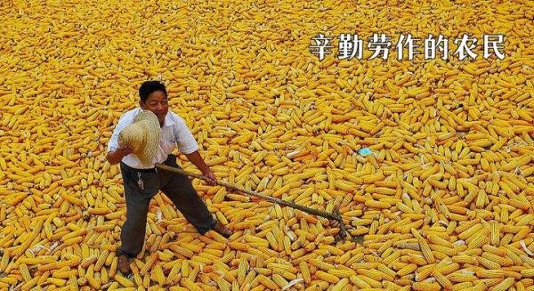 农民日报评一根玉米卖6元,一句“助农”,要看重农民收益直击要害