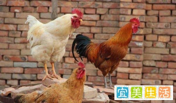 百只鸡半夜被偷一声未叫,盗贼给出的答案让人直呼内行