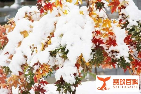 12月6日大雪,“大雪不冻,惊蛰不开”,啥意思啥预兆,有道理?