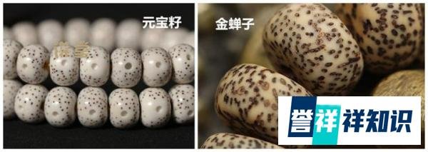元宝籽星月菩提和金蝉子星月菩提有什么区别？