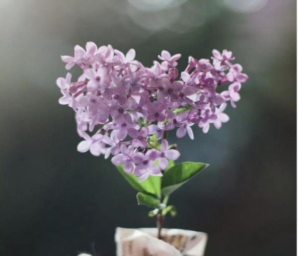 女生清明节收到前男友送的白菊花:分手见人品,远离心眼小的男人