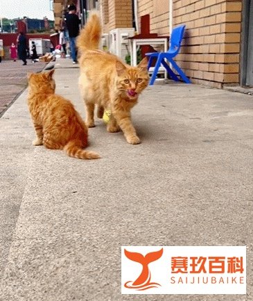 男子投喂三只腿流浪猫半个月,突然发现它消失了,却留下一张字条