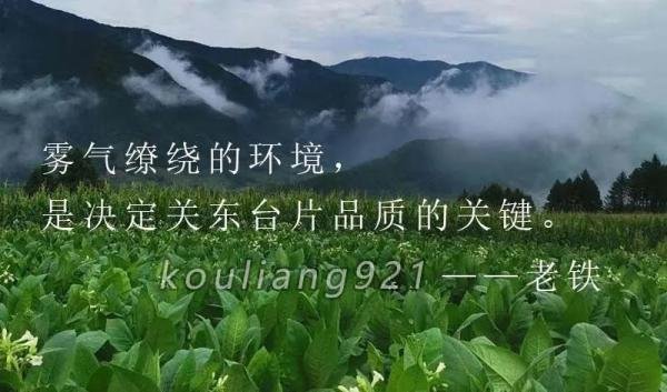 关东台片原来是这种植物,换个名称居然不认识