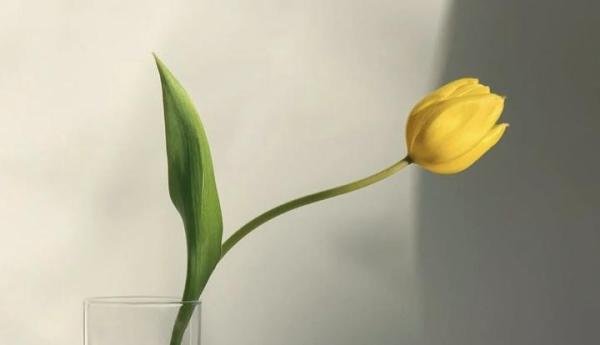 女生清明节收到前男友送的白菊花:分手见人品,远离心眼小的男人