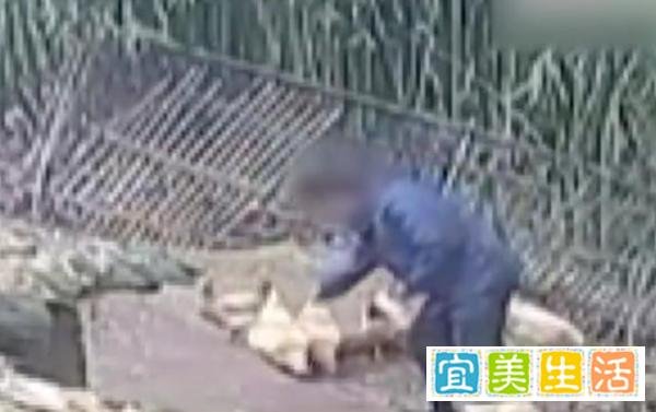 百只鸡半夜被偷一声未叫，盗贼给出的答案让人直呼内行