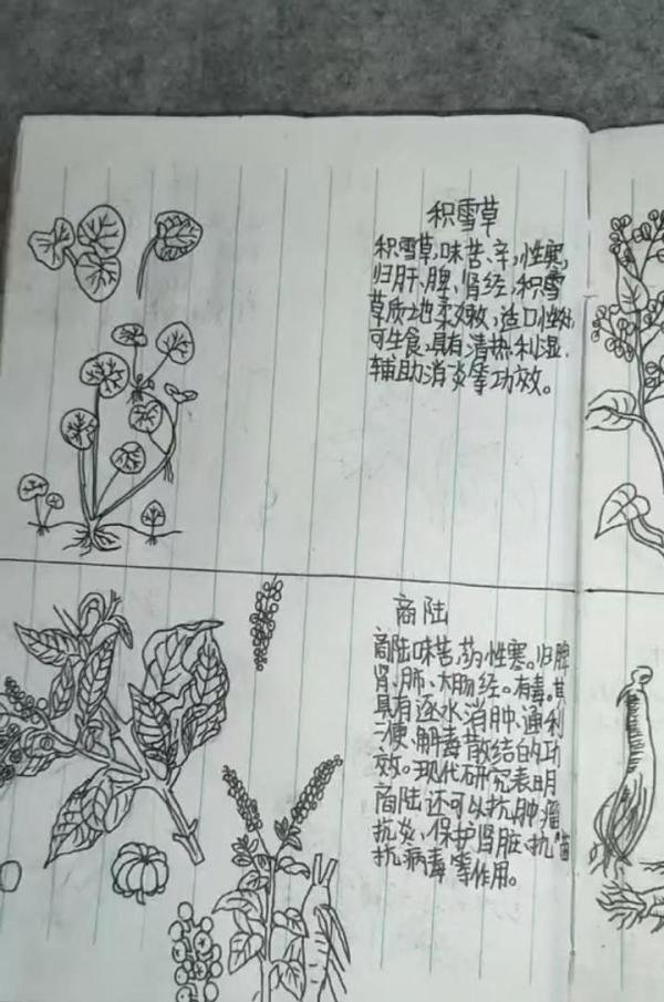 13岁男孩期末没考好,书包里被翻出一本手绘中草药图。难道李时珍转世了?