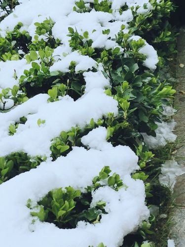 下春雪是不是好兆头