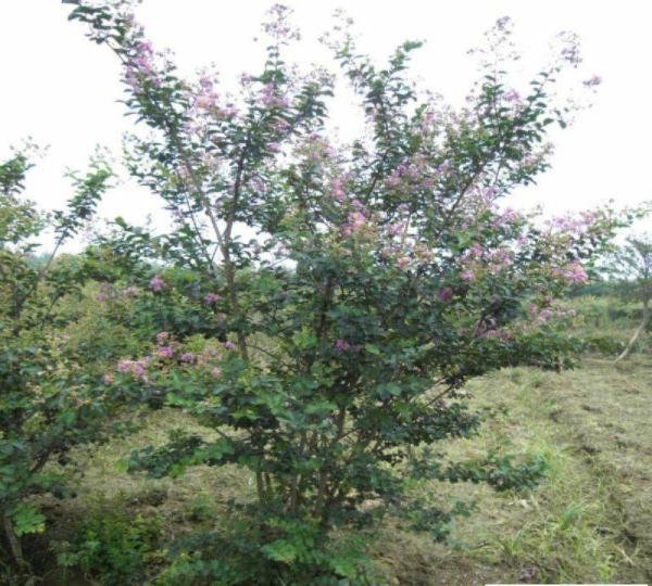 紫薇树价格表