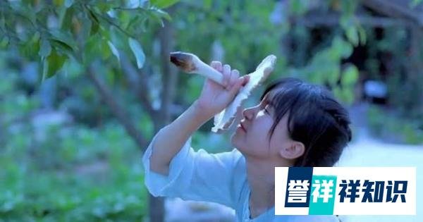 李子柒为什么能刷新世界纪录?