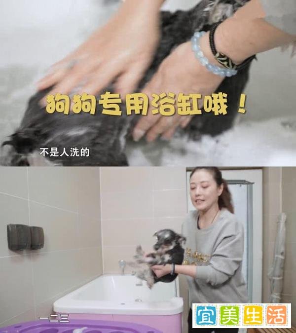 54岁周海媚晒爱宠,至今单身与八只狗为伴,其中一条已18岁高龄