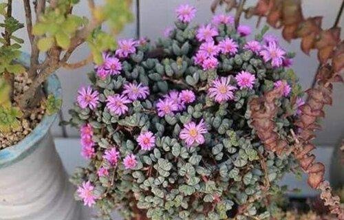 小家碧玉开花吗 开的花是什么样子