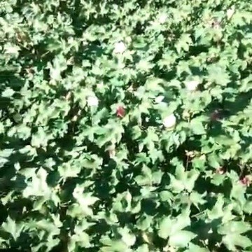 贾思军的介绍