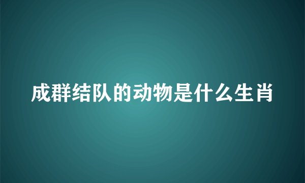 成群结队的动物是什么生肖