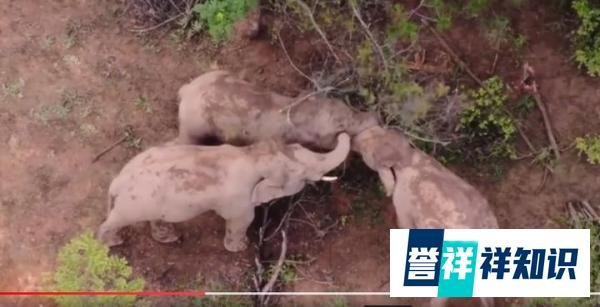 两象打架一象中间劝和 竟和人类一样