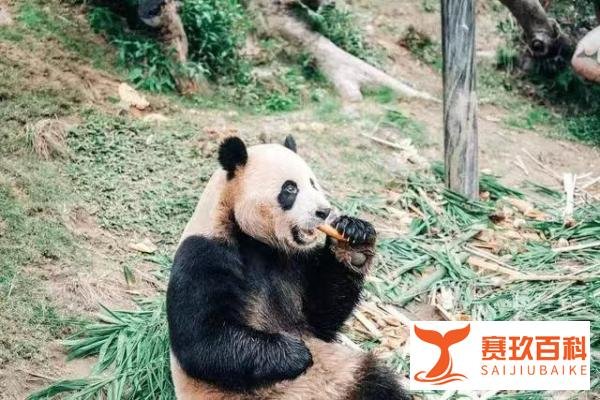 大熊猫丫丫今天启程回国，二十年旅美经历了什么？