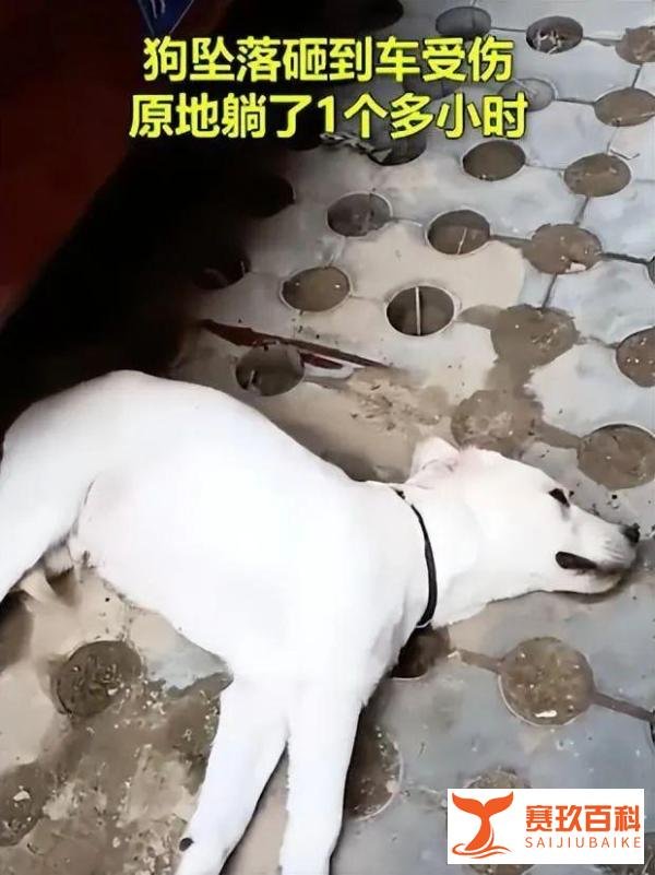 夫妻疑因吵架把狗推下4楼违法吗？高空抛物屡禁不止谁来担责？