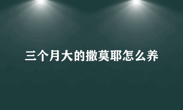 三个月大的撒莫耶怎么养