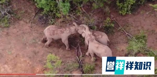 两象打架一象中间劝和 竟和人类一样