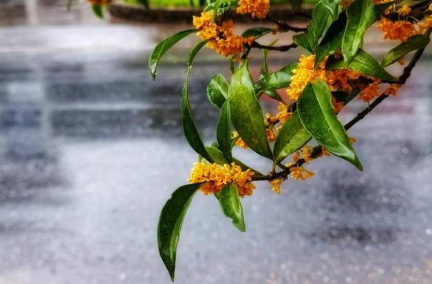 中秋节下雨有什么说法