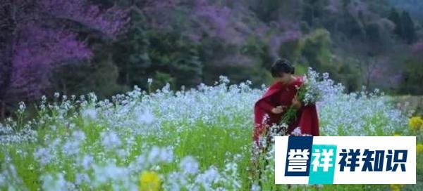 李子柒为什么能刷新世界纪录?