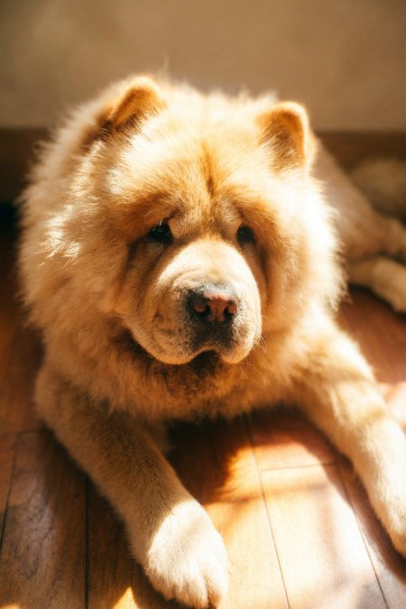 松狮犬一般人养不起
