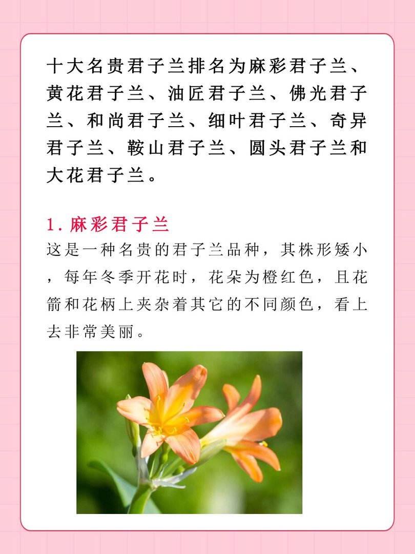 十大名贵君子兰排名
